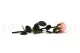 Preserved Rose on stem 12" Light Pink (x25) 8