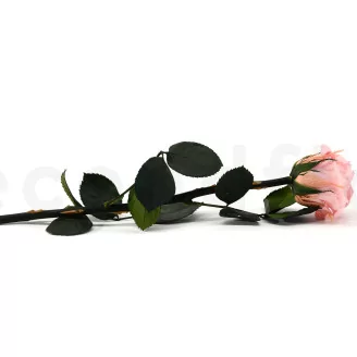 Preserved Rose on stem 12" Light Pink (x25)