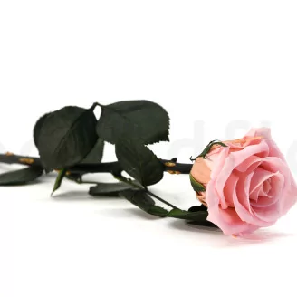 Preserved Rose on stem 12" Light Pink (x25)