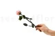 Preserved Rose on stem 12" Light Pink (x25) 10