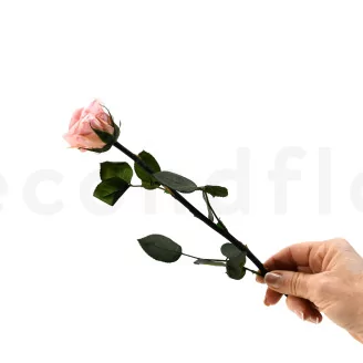 Preserved Rose on stem 12" Light Pink (x25)