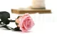 Preserved Rose on stem 12" Light Pink (x25) 13
