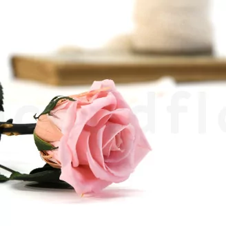 Preserved Rose on stem 12" Light Pink (x25)
