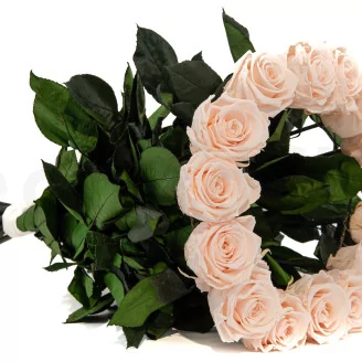Preserved Rose Stem Long (set of 5)