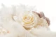 Preserved Rose L Pearl White (set of 8) 2
