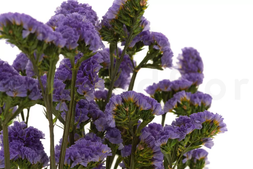 Preserved Statice Sinuatum Lilac