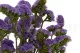 Preserved Statice Sinuatum Lilac 1