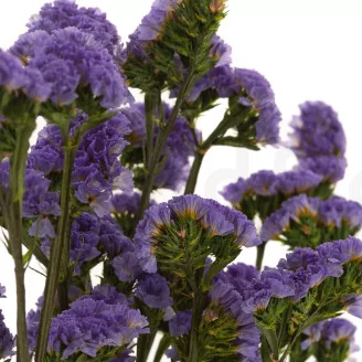 Preserved Statice Sinuatum Lilac