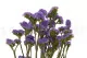 Preserved Statice Sinuatum Lilac 8