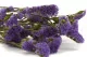 Preserved Statice Sinuatum Lilac 4