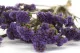 Preserved Statice Sinuatum Lilac 7