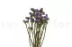 Preserved Statice Sinuatum Lilac 9