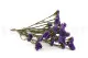 Preserved Statice Sinuatum Lilac 10