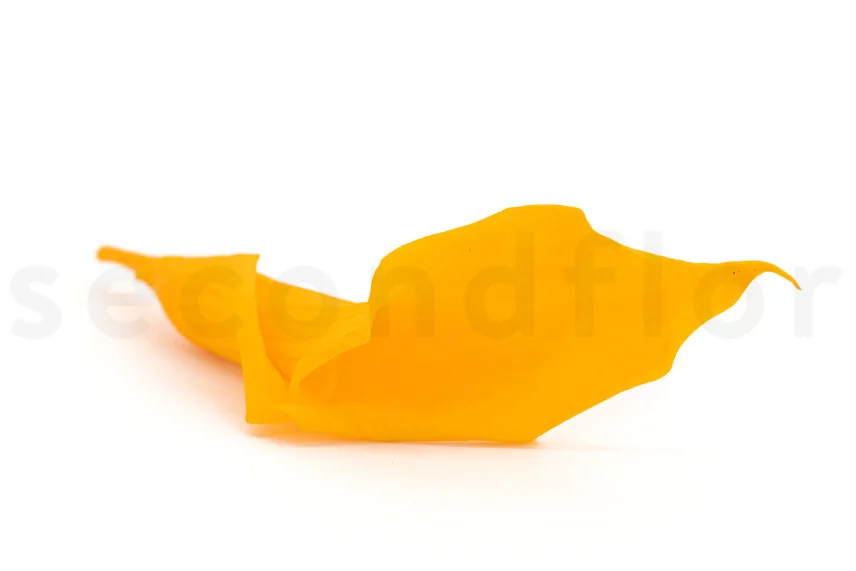 Preserved Calla Lily Yellow (set of 5)