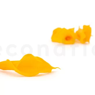 Preserved Calla Lily Yellow (set of 5)