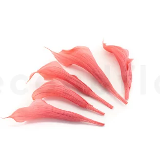 Preserved Calla Lily Pink (set of 5)