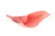 Preserved Calla Lily Pink (set of 5) 1