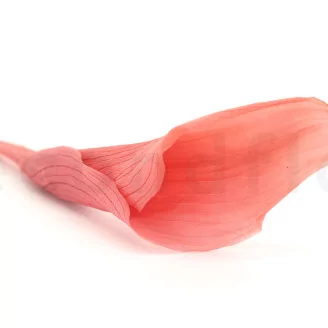 Preserved Calla Lily Pink (set of 5)
