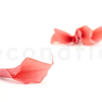Preserved Calla Lily Pink (set of 5)