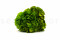 One Bouquet of Green Preserved Hydrangea with and without Packaging