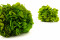 One Bouquet of Green Preserved Hydrangea with and without Packaging
