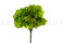 One Bouquet of Green Preserved Hydrangea with and without Packaging