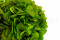 One Bouquet of Green Preserved Hydrangea with and without Packaging