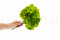 One Bouquet of Green Preserved Hydrangea with and without Packaging