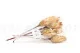 Dried Protea Repens Cream (set of 5) 12