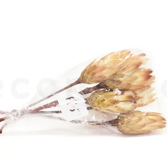 Dried Protea Repens Cream (set of 5)