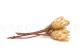 Dried Protea Repens Cream (set of 5) 4