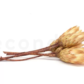 Dried Protea Repens Cream (set of 5)