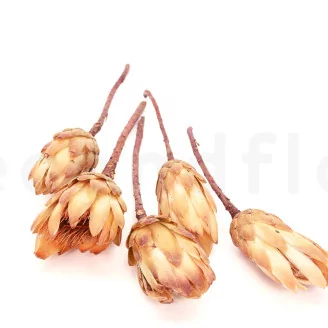 Dried Protea Repens Cream (set of 5)