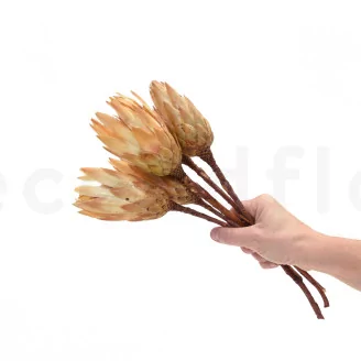 Dried Protea Repens Cream (set of 5)
