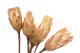 Dried Protea Repens Cream (set of 5) 2