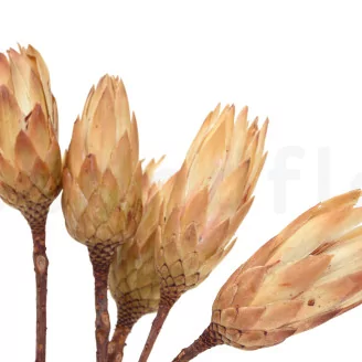Dried Protea Repens Cream (set of 5)
