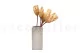 Dried Protea Repens Cream (set of 5) 7