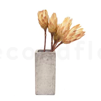 Dried Protea Repens Cream (set of 5)