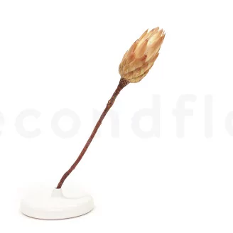 Dried Protea Repens Cream (set of 5)