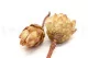 Dried Protea Repens Cream (set of 5) 9