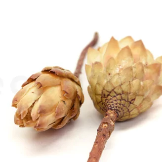 Dried Protea Repens Cream (set of 5)