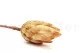 Dried Protea Repens Cream (set of 5) 5