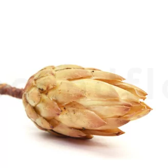 Dried Protea Repens Cream (set of 5)
