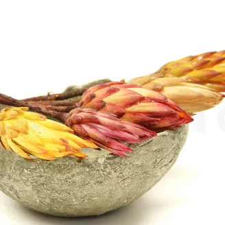 Dried Protea Repens Cream (set of 5)