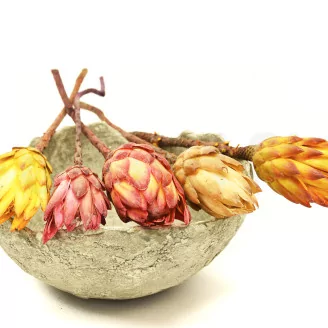 Dried Protea Repens Cream (set of 5)