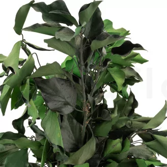 Preserved Ivy
