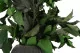 Preserved Ivy 2