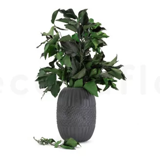 Preserved Ivy