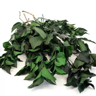 Preserved Ivy