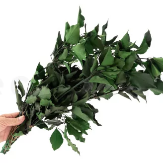 Preserved Ivy